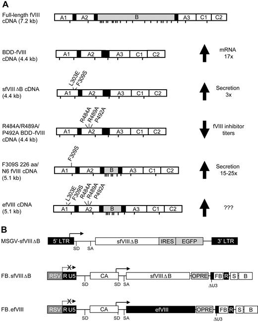 Figure 1. Schematic representation of fVIII and gammaretroviral vector constructs. (A) Full-length fVIII and bioengineered fVIII molecules with improved secretion and reduced immunogenicity. The sfVIIIΔB variant is a BDD-fVIII transgene that has the HSPA5 binding site double mutation F309S/L303E for enhanced secretion of recombinant fVIII.21 The R484A/R489A/P492A BDD-fVIII variant displays reduced immunogenicity in C57-fVIIIKO mice.29 The F309S/N6 BDD-fVIII variant was secreted approximately 14-fold more efficiently than BDD-fVIII (15- to 25-fold more efficiently than full-length fVIII) from COS-1 cells.18 The efVIII cDNA contains the F309S/L309E, the R484A/R489A/P492A, and the N6 modifications. ??? indicates extent of improvement to be determined. Potential N-linked glycosylation sites are indicated. (B) Schematic representation of the MSGV-sfVIIIΔB-IRES-GFP (abbreviated MSGV-sfVIIIΔB), RMSin-sfVIIIΔB-OFB (referred to as FB.sfVIIIΔB in the text), and RMSin-efVIII-OFB (referred to as FB.efVIII in the text) gammaretroviral vectors. Plasmid forms of the vectors are illustrated. Arrows depict transcription initiation sites. LTR indicates long terminal repeat; RSV, Rous sarcoma virus enhancer-promoter sequences; RMSin, RSV enhancer-promoter–driven self-inactivating MSGV-based retroviral vector backbone; SD, splice donor; SA, splice acceptor; CA, internal promoter consisting of the human cytomegalovirus immediate early region enhancer linked to the chicken β-actin promoter; sfVIIIΔB, secretion-enhanced BDD-fVIII gene; efVIII, glycosylation-facilitated secretion-enhanced fVIII gene with reduced immunogenicity; IRES, internal ribosome entry site; EGFP, enhanced GFP gene; OPRE, safety-optimized woodchuck hepatitis virus posttranscriptional regulatory element; ΔU3, deletion in the U3 region of the 3′ LTR; FB, FII enhancer-blocking component of the chicken β-globin 5′HS4 insulator and the BEAD-A homologous region from the human T-cell receptor α/δ BEAD-I insulator; S, simian virus 40 late poly(A) signal; and B, bovine growth hormone poly(A) signal. Transfer of the deletion in the U3 region of the 3′ LTR to the 5′ LTR after reverse transcription self-inactivates the vector as denoted by the dashed arrow with an X through it.