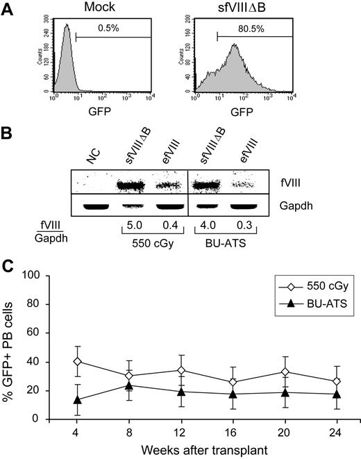 Figure 3. Comparison of BM transduction efficiencies and donor cell engraftment in hemophilia A mice following reduced-intensity TBI or nonmyeloablative BU-ATS conditioning regimens. (A) Flow cytometric histogram of GFP fluorescence 1 week after the third transduction with the MSGV-sfVIIIΔB vector at an MOI of 5 (sfVIIIΔB). The percentage of GFP+ transduced BM cells is indicated. (B) Southern blot analyses of ApaI/BstBI-digested genomic DNAs hybridized with a fVIII probe (top panel) and a Gapdh probe (bottom panel) showing the relative vector copy number per cell for the transduced BM cell populations that were transplanted into 550 cGy TBI– or BU-ATS–conditioned BAL-fVIIIKO mice. The results presented are representative of 2 independent experiments. (C) The percentage of GFP+ PB cells in 550 cGy TBI– or BU-ATS–conditioned hemophilia A mice that received MSGV-sfVIIIΔB–transduced BM cells as determined by quantitative flow cytometric analysis at various time points after transplantation. Error bars represent the SEM.