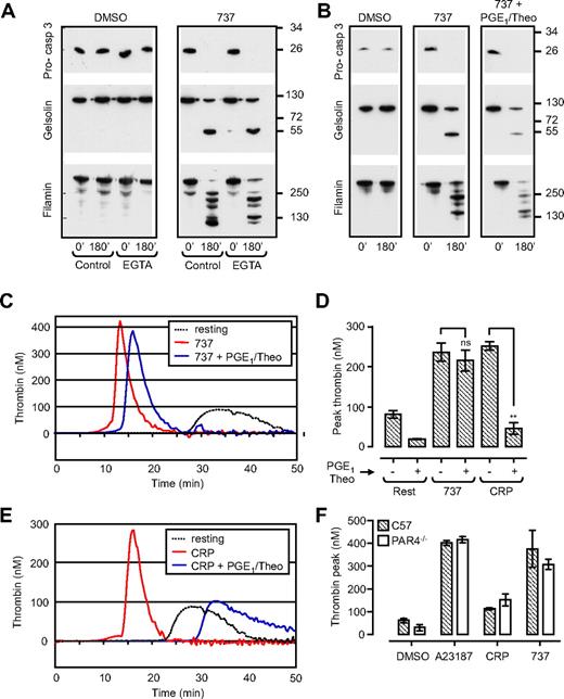 Figure 1. ABT-737 induces caspase activation and promotes thrombin generation independent of platelet activation. Washed human platelets (3.0 × 108/mL) or C57BL/6 (C57) or PAR4-deficient mouse platelets (PAR4−/−; 0.5 × 108/mL) resuspended in Tyrode buffer in the absence (A,B) or presence (C-F) of BSA were incubated with vehicle (DMSO), CRP (10 μg/mL; 20 minutes), calcium ionophore A23187 (A23187; 1 μM; 20 minutes), or ABT-737 (737; 1 μM; 90-180 minutes). In some experiments, platelets were preincubated with PGE1 (2 μg/mL) and theophylline (20 mM; PGE1/Theo), before ABT-737 treatment. (A,B) Human platelets were lysed for Western blot analysis of procaspase-3, gelsolin, and filamin cleavage, as described in “Methods.” Immunoblots are representative of 3 independent experiments. (C-F) The ability of human (C-E) or PAR4−/− mouse platelets (F) to promote thrombin generation was assessed with the use of a Thrombinoscope (Thromboscope BV), as described in “Methods.” Line graphs (C,E) are taken from 1 representative of 3 independent experiments. Histograms (D,F) represent the means ± SEM (n = 3; nsP > .05; **P < .005).