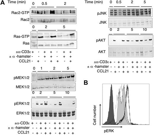 Figure 3. Biochemical analysis of CCL21 costimulation. Primary mouse T cells were stimulated with anti-CD3 crosslinking, in the presence or absence of CCL21 (100 nM), for indicated times, and the activation of early signaling molecules was analyzed by immunoblotting. (A) Immunoblots of Rac2-GTP, Ras-GTP, and phosphorylated MEK1/2, ERK1/2, JNK, and Akt after costimulation of TCR and/or CCL21. For loading controls, blots were stripped and probed for total protein, or alternatively, a separate gel with lysates was analyzed. (B) Flow cytometric analysis of phosphorylated ERK1/2 formation in nonstimulated primary mouse T cells (dark gray fill) or after 5 minutes of stimulation with CCL21 (100 nM; dashed line), TCR-crosslinking (light gray fill), and TCR-crosslinking in the presence of 100 nM CCL21 (bold line). One representative experiment of 2 is shown.