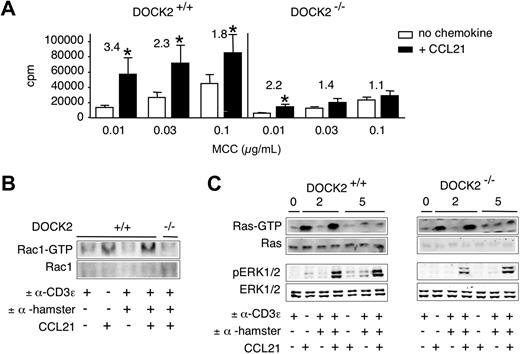 Figure 5. CCL21-mediated costimulation and signaling pathways in DOCK2-deficient T cells. (A) 2B4 TCR-tg CD4+ T cells were cocultured with MCC88-103-pulsed irradiated splenocytes in the presence or absence of CCL21 (100 nM). T-cell activation was determined as described in “Proliferation assays.” Proliferation of TCR-tg DOCK2+/− and DOCK2−/− 2B4 TCR-tg T cells after 48 hours is shown. Numbers indicate fold increase of proliferation in the presence of CCL21. Data are pooled from 3 independent experiments. *P < .05 compared with “no chemokine.” (B) Control and DOCK2−/− 2B4 TCR-tg T cells were stimulated as in Figure 3 and analyzed for Rac-GTP formation. One representative experiment of 2 is shown. (C) Control and DOCK2−/− 2B4 TCR-tg T cells were stimulated as in Figure 3 and analyzed for phosphorylation of ERK1/2 and Ras-GTP formation. One representative experiment of 3 is shown.