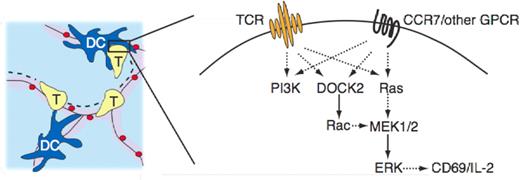 Figure 7. Proposed model for integration of TCR and CCR7-triggered signals. During an early promigratory phase of an ongoing antigenic response, CD4+ T cells undergo sequential encounters with pMHC-presenting DCs (left panel). During this period, T cells are exposed to TCR- and CCR7 (in addition to other GPCR)-derived signals, both of which activate PI3K, DOCK2-Rac, and Ras. Active Rac- and Ras-GTP contribute to enhanced MEK-ERK activation leading to up-regulation of early activation markers, such as CD69, and rapid production of IL-2 (right panel).