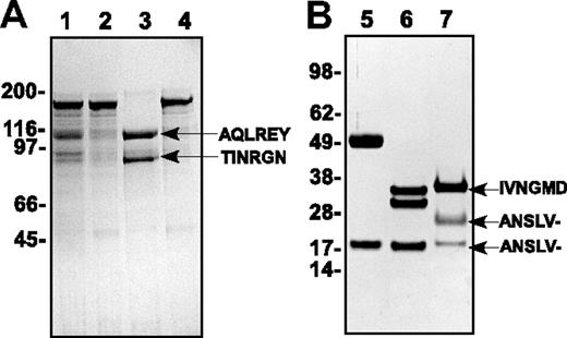 Figure 1. SDS-PAGE analysis of purified proteins. Proteins (3 μg/lane) were subjected to SDS-PAGE under reducing conditions and visualized by staining with Coomassie Brilliant Blue R-250. Lane 1 represents pt-rFV; lane 2, pt-rFV-QQ; lane 3, pt-rFV plus thrombin; lane 4, pt-rFV-QQ plus thrombin; lane 5, rFX; lane 6, rFXa; and lane 7, pt-FXa. The apparent molecular weights of the standards are indicated on the left. N-terminal sequence results of the indicated protein bands are shown. The dash (–) following the Val (panel B) indicates that the yield was too low to accurately assign an amino acid and likely represents the presence of γ-carboxyglutamic acid.