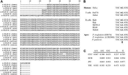 Figure 1. Expression of different c-FLIP short isoforms in mammals. (A) Sequence alignment of mammalian c-FLIPS and c-FLIPR proteins. Alignments were performed using Geneious software (http://www.geneious.com). Sequences are shown in single-letter amino acid code. (B) Analysis of c-FLIP genomic sequences of selected cell lines by sequencing of genomic DNA. Shown is the region encompassing the 3′ splice site of intron 6. The AG dinucleotide consensus (bold letters) and the position of rs10190751 A/G (arrow) are indicated. (C) Distribution of the variants of rs10190751 A/G in the different populations analyzed in the HapMap project (CEU indicates Utah residents with ancestry from northern and western Europe; HCB, Han Chinese in Beijing, China; JPT, Japanese in Tokyo, Japan; and YRI, Yoruba in Ibadan, Nigeria).