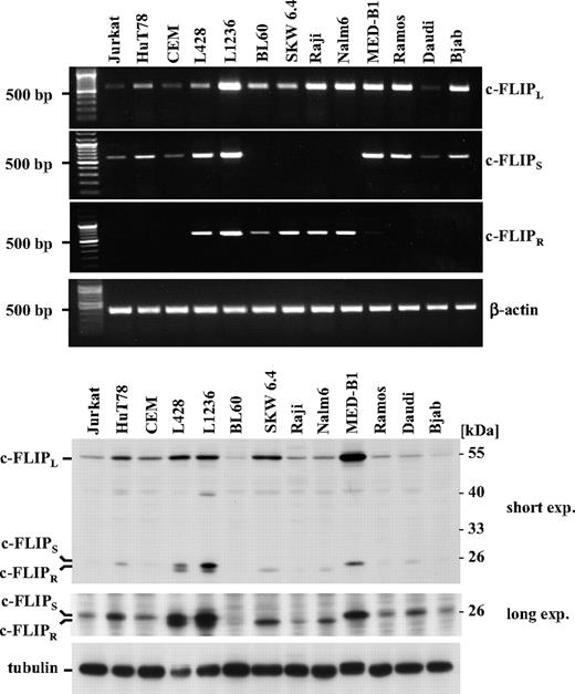 Figure 2. Differential expression of the c-FLIP isoforms in selected cell lines. (A) Reverse transcription polymerase chain reaction was used to determine the abundance of specific different c-FLIP RNA isoforms within the different human cell lines tested. β-Actin served as a loading control. (B) Analysis of c-FLIP protein expression of the selected cell lines by Western blotting. As the short c-FLIP isoforms are only inducibly expressed in most cell types, cell lines were stimulated in an appropriate manner. The human T-cell lines Jurkat, HuT78, and CEM were stimulated for 16 hours with 20 ng/mL PMA and 1 μM ionomycin. Daudi cells were cocultered with L cells, a mouse fibroblast cell line, stably expressing the CD40L for 72 hours. For a better visualization of short c-FLIP isoform levels, a long exposure is additionally shown. As loading control, tubulin expression levels are presented.