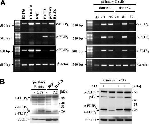 Figure 3. Variation of the short c-FLIP isoform expression in chimpanzee cells as well as primary B and T cells. (A) Expression of c-FLIP isoforms in EB176, LTR2008, primary B cells (left panel) and primary T cells (right panel) was analyzed by reverse transcription PCR. Human peripheral T cells (donors 1 and 2) were either left untreated or stimulated with PHA-L (5 μg/mL) for 16 hours. Activated T cells (d1) were washed with PBS and stimulated with IL-2 (25 U/mL) for another 5 days (d6). The indicated cell lines expressing c-FLIPL and c-FLIPR were used as control. (B) Freshly prepared human peripheral B cells (left panel) or T cells of 4 different blood donors (right panel) were either left untreated or stimulated with LPS (10 μg/mL) or PHA-L (5 μg/mL) for 16 hours. Lysates from Raji and PMA/ionomycin-treated HuT78 cells were loaded as positive controls for c-FLIPR and c-FLIPS, respectively. c-FLIP expression was determined by Western blot analysis. Tubulin served as a loading control.