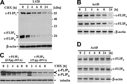 Figure 4. Increased protein expression of c-FLIPS. (A) L428 cells were treated for the indicated times with 10-μg/mL cycloheximide. c-FLIP expression was analyzed by Western blot. β-Actin served as a loading control. (B) L428 cells were treated for the indicated times with actinomycin D (ActD, 1 μg/mL). Endogenous c-FLIP isoform mRNA stability was analyzed by RT-PCR. (C) 293T cells were transiently transfected with the indicated cDNA amounts for c-FLIPS or c-FLIPR; 24 hours after transfection, cells were treated for up to 8 hours with 10 μg/mL cycloheximide. Protein stability of the 2 c-FLIP isoforms was monitored by Western blot analysis. Tubulin was analyzed to control equal protein loading. The weaker separation of c-FLIPS and c-FLIPR, compared with panel A, is due to different polyacrylamide concentrations of the gel. Additional faster migrating bands of c-FLIPS and c-FLIPR are presumably caused by translational start at an internal methionine and marked by an asterisk. (D) 293T cells were cotransfected with equal amounts of c-FLIPS– and c-FLIPR–encoding plasmids; 24 hours later, cells were stimulated for the indicated times with actinomycin D (1 μg/mL). mRNA stability was assessed by RT-PCR. The asterisk marks a cDNA band of unclear identity that appears specifically in the transfected cells.