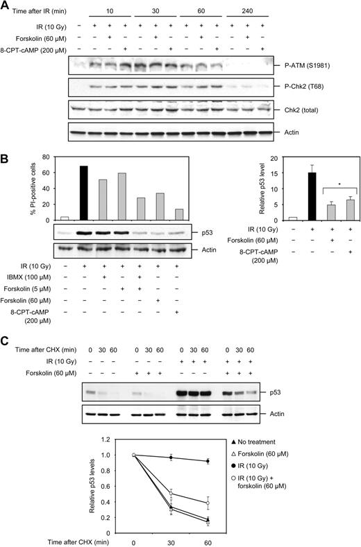 Figure 4. cAMP does not affect the IR-induced activation of ATM or Chk2 but attenuates p53 accumulation by decreasing its stability. (A) Reh cells were treated with or without forskolin or 8-CPT-cAMP for 30 minutes before exposure to 10 Gy IR. Cells were harvested at the indicated times after IR and subjected to Western blot analysis with the indicated antibodies. The figure shows one representative blot of 3 experiments. (B) Reh cells were treated as described in the legend to Figure 1C. Four hours after IR treatment, a portion of cells was harvested and examined for the expression of p53 and actin by immunoblotting. The histogram shows the level of cell death, measured by analysis of PI uptake, in the remaining portion of cells 18 hours after IR treatment. The right panel shows the densitometric analysis of the p53 band with the value obtained for untreated cells set as 1 (n = 5). *P < .01 (relative to cells treated with IR only). (C) Reh cells were treated with or without forskolin for 30 minutes before exposure to 10 Gy IR. After 4 hours, cells were exposed to CHX (25 μg/mL) over a 60-minute time course. Cells were harvested at the indicated time points after addition of CHX and analyzed for the expression of p53 and actin proteins by immunoblotting. The immunoblot is representative of 4 independent experiments. (Bottom panel) The immunoblots were scanned and the p53 band intensity was normalized to that of actin. The obtained values were then plotted with the value for cells not treated with CHX set as 1 (n = 4).