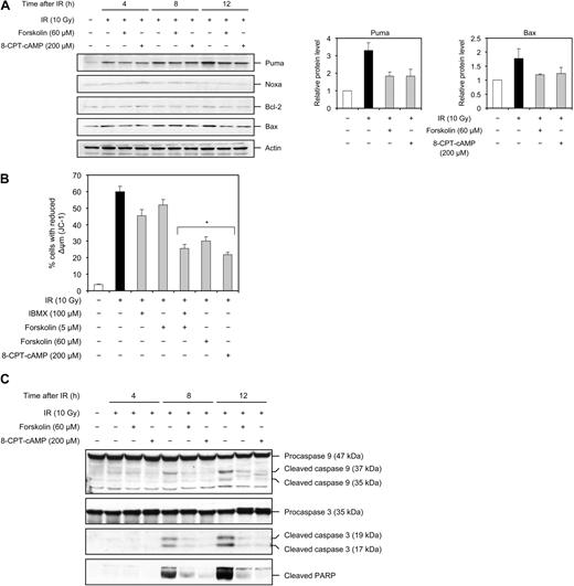 Figure 5. cAMP inhibits the IR-induced Puma and Bax expression, mitochondrial membrane depolarization, and cleavage of caspase 9, caspase 3, and PARP. (A) Reh cells were treated as described in the legend to Figure 4A, harvested at the indicated times, and analyzed by immunoblotting with the indicated antibodies. The figure shows 1 representative experiment of 3. (Right panel) The densitometric analysis of the Puma and Bax bands at 12 hours after IR with the value obtained for untreated cells set as 1 (n = 3). (B) Reh cells were treated as described in the legend to Figure 1C. Eighteen hours after IR, cells were examined for Δψm using JC-1 (n = 4). *P < .01 relative to cells treated with IR only. (C) Reh cells were treated as described in the legend to Figure 4A, harvested at the indicated times after IR, and examined by immunoblotting with the indicated antibodies. The figure shows 1 representative experiment of 3.