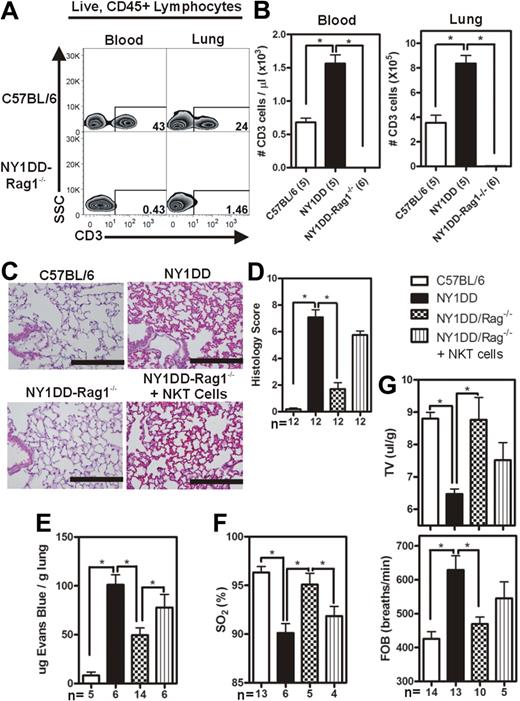 Figure 3. Reduced pulmonary injury caused by crossing NY1DD to Rag1−/− mice is reversed by the adoptive transfer of NKT cells. (A) Representative flow cytometry plots of CD3+ lymphocytes in blood and lungs of C57BL/6 and NY1DD × Rag1−/− animals. (B-C) Representative images of H&E-stained cells in C57BL/6 and NY1DD × Rag1−/− animals. Scale bar represents 200 μm. (D) Histopathologic scores (0-8, see Methods) by analysis of H&E-stained mouse lungs. (E-F) NY1DD × Rag1−/− animals have decreased vascular permeability and increased arterial oxygen saturation compared with NY1DD mice. The adoptive transfer of 106 NKT cells significantly increased vascular permeability and decreased arterial oxygen saturation to near NY1DD baseline levels. (G) NY1DD × Rag1−/− mice have significantly improved breathing (increased tidal volume and decreased frequency of breathing) compared with NY1DD mice. The adoptive transfer of 106 NKT cells decreased tidal volume and increased frequency of breathing to near NY1DD baseline levels. Data were analyzed by one-way ANOVA with Neuman-Keuls posttesting. Histologic grading was analyzed with a nonparametric Kruskal-Wallis test with Dunn posttesting (*P < .05). SO2 indicates arterial oxygen saturation; FOB, frequency of breathing; and TV, tidal volume.