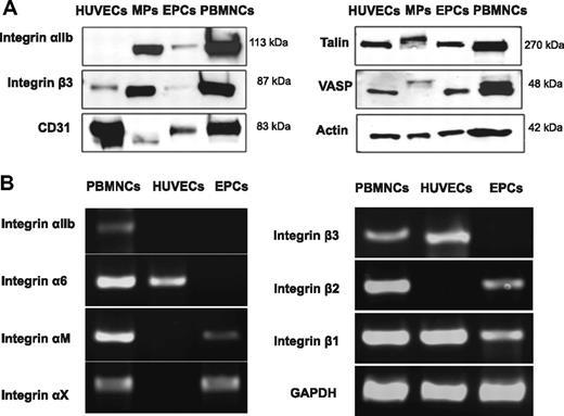 Figure 2. Integrin expression in PBMNCs, HUVECs, and EPCs. (A) Confirmation by immunoblotting. Note that the platelet integrin GpIIb/IIIa was specifically enriched in the MP fraction of EPC cultures. Besides integrins, MPs also contained CD31 (PECAM), although at lower abundance than GpIIb/IIIa, consistent with the spectral counts presented in Table 1. Talin-1 and VASP, 2 downstream mediators of integrin signaling, showed a molecular weight shift indicative of phosphorylation. Actin was used as loading control. (B) No mRNA expression was detectable for GpIIb/IIIa in EPCs. A similar result was obtained for the platelet integrin α6. The less abundant integrins (according to the spectral counts in Table 1) were expressed at the mRNA level. The data are representative of 3 independent experiments.