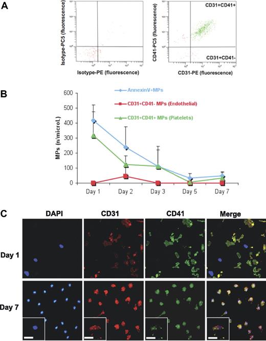 Figure 5. Flow cytometric analysis. (A) MPs were harvested from the conditioned medium of EPCs at different time points and analyzed by flow cytometry. Note the scarcity of endothelial MPs (CD31+CD41−), but the abundance of platelet MPs (CD31+CD41+) in EPC cultures (> 90% of all CD31+ MPs). (B) Their decline in the conditioned medium corresponds to the observed uptake by the mononuclear cell population. (C) To evaluate the contribution of platelet MPs to the positivity for “endothelial” markers in EPC cultures, cells were costained for CD31 and integrin αIIb (CD41) on day 1 and day 7. Note that on day 1, CD31 was confined to platelets. By day 7, CD31+ cells were present in EPC cultures. However, these cells were also positive for the platelet-specific integrin αIIb. Scale bar represents 25 μm.
