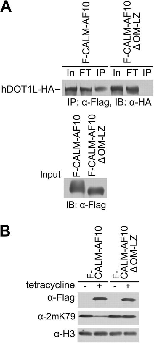Figure 3. The hDOT1L interaction domain of CALM-AF10 is required for the induction of H3K79 hypomethylation. (A) Coimmunoprecipitation of CALM-AF10 with hDOT1L depends on the OM-LZ domain of AF10. HA-tagged hDOT1L was coexpressed with Flag-tagged CALM-AF10 or its deletion mutant, as indicated in 293T cells, and the cell lysate was subjected to coimmunoprecipitation using Flag antibody. The presence of hDOT1L-HA in the immunoprecipitate was examined by Western blotting. One percent of the input cell lysate was loaded (In, input; FT, flow through; IP, immunoprecipitation). The expression of the AF10 fusion proteins in the input lysate was confirmed with Western blotting using a Flag antibody (bottom panel). (B) Expression of CALM-AF10 fusion protein lacking the OM-LZ domain failed to reduce H3K79 methylation in T-REx-293 cells. The tetracycline-induced expression of Flag-tagged fusion proteins was confirmed (top panel).