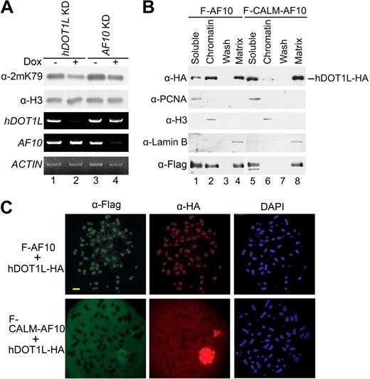 Figure 4. AF10 regulates H3K79 methylation by targeting hDOT1L to chromatin, but fusion to CALM reduces this targeting dramatically. (A) Confirmation of H3K79 hypomethylation in AF10 and hDOT1L knockdown T-REx-293 cells. siRNA expression was induced in the stable cell lines with doxycycline (Dox) for 48 hours (+), and the H3-K79 methylation levels were examined (top panel). The knockdown efficiency was confirmed by reverse transcription-PCR, and ACTIN was used as normalization control (3 bottom panels). (B) Expression of AF10 targeted the cotransfected hDOT1L to chromatin, but CALM-AF10 targeted only very little hDOT1L to chromatin. The 293T cells were cotransfected with expression constructs for hDOT1L-HA and Flag-tagged proteins indicated on the top and subjected to cell fractionation. The distribution of hDOT1L-HA in each fraction was examined by Western analysis with HA antibody (top panel). The efficiency of the cell fractionation was confirmed by the detection of proliferating cell nuclear antigen in the soluble fraction, histone H3 in chromatin, and lamin B in the matrix. (C) Expression of AF10, but not CALM-AF10, targeted cotransfected hDOT1L to chromosomes. Metaphase chromosome spreads were prepared from cotransfected 293T cells. DAPI (4,6 diamidino-2-phenylindole) was used as DNA counterstain. Scale bar indicates 1 μm.