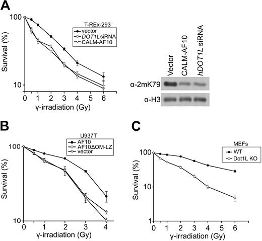 Figure 6. Cells with H3K79 hypomethylation show higher sensitivity to γ-irradiation. (A) Hypomethylated T-REx-293 cells show higher irradiation sensitivity. T-REx-293 cells expressing CALM-AF10 or hDOT1L knockdown siRNA were treated with different doses of γ-irradiation. After 7 days, the percentage of surviving cells was determined. The original T-REx-293 cell line stably transfected with empty vector was included for comparison. The H3K79 hypomethylation in T-REx-293 cells expressing the CALM-AF10 fusion protein or hDOT1L knockdown siRNA was confirmed by Western analysis (right panel). (B) Hypomethylated U937T cells show higher irradiation sensitivity. U937T cells expressing stably transfected AF10 or its deletion mutant were treated with different doses of γ-irradiation, and the number of surviving cells was determined by colony formation assay. (C) Irradiation survival test of MEF cells deficient in H3K79 methylation. Wild-type (WT) and Dot1L knockout (Dot1L KO) MEF cells were treated with different doses of γ-irradiation. The cell survival experiments were carried out 3 times in duplicate, and the percentage of cells not treated was set to 100%. The P values of survival percentage of normal methylation versus survival percentage of hypomethylation were lower than .01 at the radiation doses from 0.5 Gy to 3 Gy.