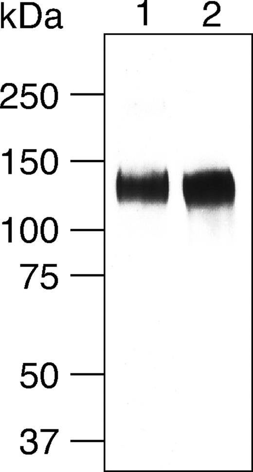 Figure 1. Western blotting analysis of purified CD34 from human tonsils. Affinity-purified human CD34 was separated under reducing conditions on a 8% SDS-PAGE gel, transferred onto the nitrocellulose filter, and immunostained using anti-CD34 mAb QBend10 (lane 1) and MECA-79 mAb (lane 2).