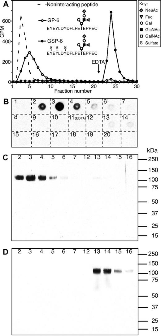 Figure 2. Small proportion of CD34 purified from human tonsils binds to L-selectin and is MECA-79 positive. (A) Calibration of L-selectin affinity column using radiolabeled synthetic glyco(sulfo)peptides modeled after N-terminus of human PSGL-1. Fractions 1 to 20 were collected using 20 mM Tris-HCl, pH 7.5, 50 mM NaCl, 2 mM CaCl2, 2 mM MgCl2, 1% OG, and fractions 21 to 30 were eluted with 5 mM EDTA in 20 mM Tris-HCl, pH 7.5, 50 mM NaCl, 1% OG. (B) Purified tonsillar CD34 was separated in L-selectin affinity chromatography and fractions were analyzed by dot blot analysis using anti-CD34 mAb 581 (numbers in figure refer to fraction numbers). Note that fractions 1 to 10 were collected with 20 mM Tris-HCl, pH 7.5, 50 mM NaCl, 2 mM CaCl2, 2 mM MgCl2, 1% OG, and fractions 11 to 20 were eluted with 5 mM EDTA in 20 mM Tris-HCl, pH 7.5, 50 mM NaCl, 1% OG. (C-D) Western blotting analysis of fractions from L-selectin affinity chromatography of CD34 (numbers refer to the same fraction numbers as in panel B). Immunostaining was performed using anti-CD34 mAb QBend10 (C) and MECA-79 mAb (D).