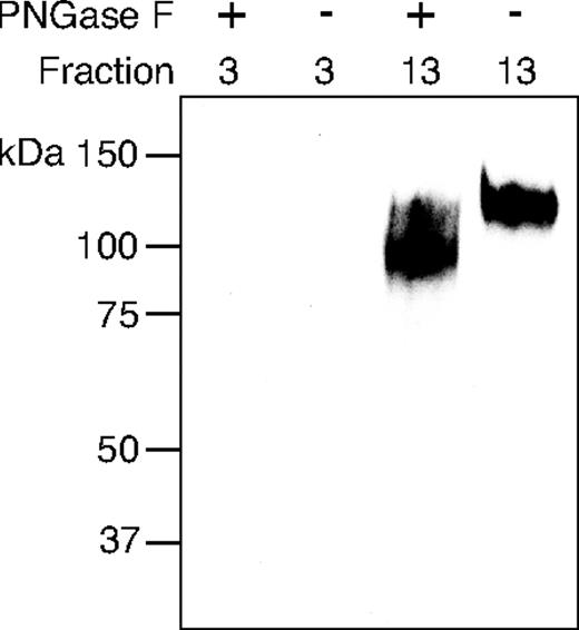 Figure 4. PNGase F–treated CD34 binds to L-selectin. PNGase F–digested and –nondigested CD34 was separated on L-selectin affinity chromatography, and fractions 3 (L-NB-CD34) and 13 (L-B-CD34) from both runs were analyzed on a 8% SDS-PAGE gel under reducing conditions, transferred onto the nitrocellulose filter, and immunostained using MECA-79 mAb.