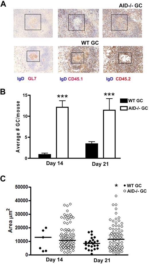 Figure 3. GCs occupied by AID−/− B cells are more numerous and larger in immunized mixed BM chimeras. (A) Mixed BM chimeras were generated where irradiated hosts were reconstituted with a 1:1 mixture of WT (CD45.1) and AID−/− (CD45.2) donor BM. Most GCs were occupied by both WT and AID−/− B cells. However, some GCs were occupied by either WT or AID−/− B cells exclusively as evidenced by staining for CD45.1 in the absence of CD45.2 in the GL7+ GC, or vice versa. GCs were enumerated (B) and measured for surface area (C) at day 7 and day 14 after immunization. Median values are shown in panel C. Eight mixed BM chimeric mice were evaluated at each time point. Statistics represent comparisons between WT GC versus AID−/− GC. *P ≤ .05. ***P ≤ .001.