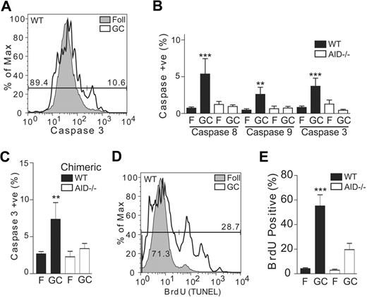 Figure 4. AID−/− GC B cells have reduced apoptotic activity in vivo. (A) Mice were immunized with NP-CGG and 11 days later were harvested to assess caspase levels in the GC via flow cytometry. Cells were surface stained to mark GC populations and then incubated with fluorescently labeled substrates specific for caspases 8, 9, or 3. Plots were gated either on the follicular B-cell population (B220+, Fas−, PNAlow) or the GC B-cell population (B220+, Fas+, PNAhigh) and assessed for caspase activity (shown is a representative WT sample). (B) Data were accumulated for immunized mice for caspases 8, 9, and 3. Statistics represent comparisons between WT GC versus AID−/− GC. Data are mean ± SD of n = 6 to 9 mice per genotype. (C) Caspase 3 activity for AID−/− and WT GC B cells is shown for immunized mice reconstituted with a 1:1 mixture of WT and AID−/− BM. Data are mean ± SD of n = 6 chimeric mice. (D) Mice were immunized with NP-CGG and 11 days later were harvested and stained to mark GC populations and fixed for use in a flow cytometry–based TdT-mediated dUTP nick-end labeling assay. Gated cells were assessed for apoptotic activity (shown is a representative WT sample). (E) Accumulated data were expressed as a percentage of positive cells. Statistics represent comparisons between WT GC versus AID−/− GC. Data are mean ± SD of n = 6 to 9 mice per genotype. **P ≤ .01. ***P ≤ .001.