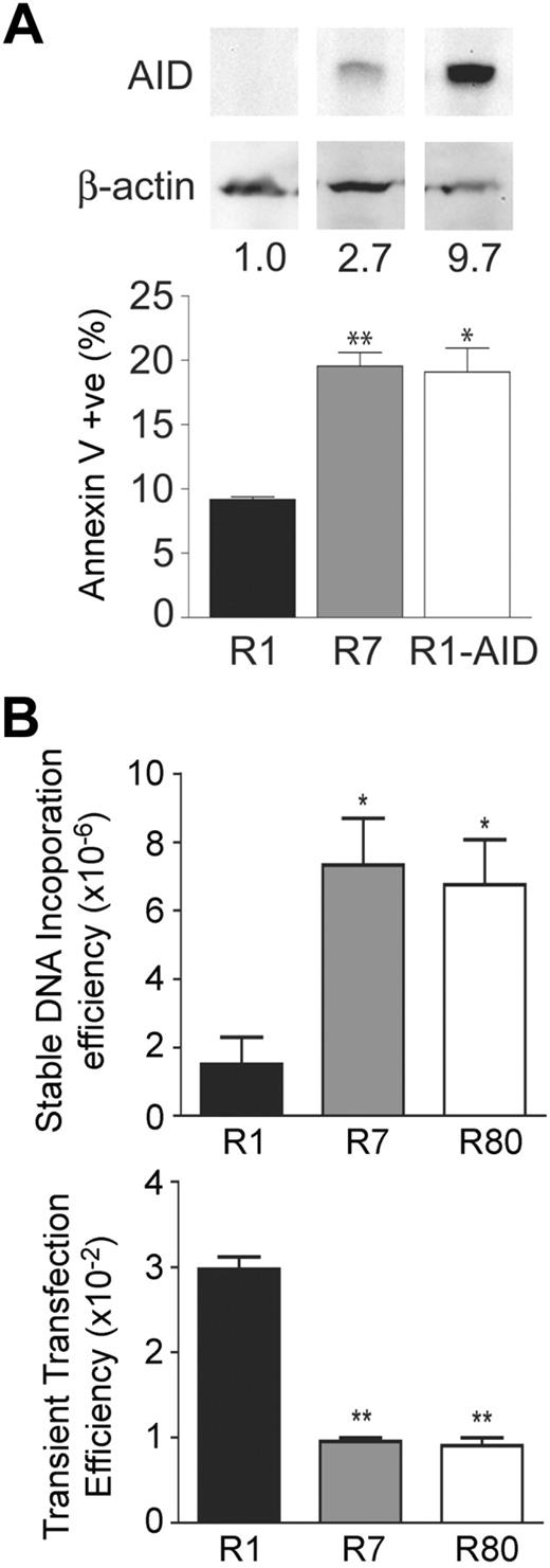 Figure 6. AID has an intrinsic effect on cell viability. (A) Independently isolated variants of the GC-derived cell lines were assessed for AID levels by Western blotting. A naturally low expressing clone (R1) and high expressing clone (R7) for AID were chosen to look at steady-state apoptotic levels as measured by annexin V binding. R1 cells transgenically expressing AID were also assessed for apoptosis. Statistics represent comparisons between R7 versus R1 and R1-AID and R1. Data are mean ± SD of n = 2 independently cultured clones for each cell line. *P ≤ .05. **P ≤ .01. (B) The AID-negative Ramos 1 clone and 2 AID-high Ramos 7 and 80 clones were assessed for dsDNA break formation by measuring the frequency of stable integration of the pSV2neo E- resistance gene (top panel). These cells were also assessed for DNA uptake by transient transfection with a GFP-expressing plasmid. Statistics represent comparisons between R7 versus R1 and R80 versus R1. Data are mean ± SD of n = 2 or 3 independently cultured clones for each cell line. *P ≤ .05. **P ≤ .01.