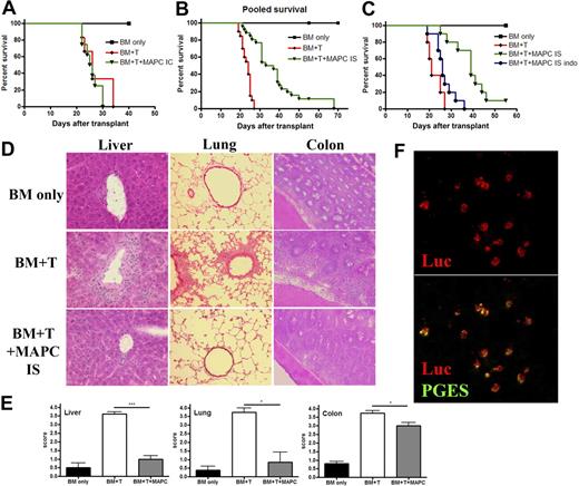 Figure 5. The capacity of MAPCs to delay GVHD mortality and limit target tissue destruction is dependent on anatomic location of the cells and their production of PGE2. BALB/c mice were lethally irradiated and then given 106 BM cells from B6 mice on day 0, followed by 2 × 106 purified CD25-depleted whole T cells on day 2. On day 1, mice were given 5 × 105 untreated B6 MAPCs or PBS delivered via IC injections. Kaplan-Meier survival curve is representative of 1 experiment in which BM only and BM plus T group had n = 6, and MAPC group had n = 8 (A). (B) BMT was performed as in panel A, except mice were given PBS or 5 × 105 MAPC IS on day 1. The survival curve is representative of 3 pooled experiments (BM only, n = 18; BM + T, n = 20; MAPCs, n = 26; MAPCs vs BM + T, P < .001). (C) Survival curve representative of 1 experiment in which mice received BMT plus untreated MAPCs or MAPCs pretreated overnight with indomethacin before IS injection (BM only, n = 5; BM + T, n = 5; MAPCs, n = 10; MAPC indo, n = 10; MAPCs vs MAPC indo, P = .002). Tissue taken from cohorts of mice from panel B was harvested on day 21 and embedded in OCT, followed by freezing in liquid nitrogen. Sections (6 μM) were stained with hematoxylin and eosin and analyzed for histopathologic evidence of GVHD. Representative images are shown. (D) Magnification × 200. (E) The average GVHD score for BM only, BM plus T, and BM plus T plus MAPC (IS) cohorts is shown. (F) Spleens were harvested from BMT plus MAPC IS transplanted mice on day 21 and snap frozen in OCT compound. Tissue sections were cut and stained using anti-luciferase and anti-PGE synthase antibodies. Confocal analysis reveals that MAPCs are found in the spleen at this time point and retain their ability to produce PGE2. (F) Top shows luciferase alone, and bottom shows colocalization of PGE synthase with luciferase.