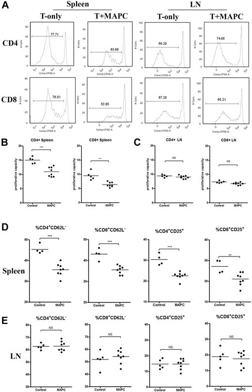 Figure 6. MAPCs dampen T-cell proliferation and activation within the local environment. In vivo MLR was performed by administering lethally irradiated BALB/c mice with 5 × 105 B6 MAPCs IS (day 0), followed by 15 × 106 B6 CFSE-labeled CD25-depleted T cells (intravenously; day 1). Control mice were given labeled T cells alone plus sham surgeries. Spleens and LNs were harvested on day 4 and analyzed via FACS for CD4 and CD8 expression and percentage of CFSE dilution (A). The proliferative capacity for CD4+ and CD8+ T cells in the spleen (B) and LNs (C) of transplanted mice was calculated, as previously published.18 (D-E) Activation markers for CD4+ and CD8+ T cells in the spleen and LNs were analyzed using FACS and graphed.