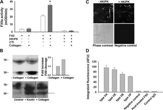 Figure 2. Collagen enhances conversion of FXII into active FXIIa. (A) Collagen-induced FXII activation in plasma-free system. Assay samples contained 95 nM FXII, 30 nM prekallikrein (PK), 30 nM high-molecular-weight kininogen (HK), 5 μg/mL collagen type I/H, and 4 μM CTI, as indicated. Chromogenic FXIIa activity was determined at 37°C from the cleavage of Pefachrome FXIIa substrate. (B) Collagen-induced activation of FXII in coagulating plasma. PRP (108 platelets/mL) was activated with 16.6 mM CaCl2 in the presence of 40 μg/mL collagen type I/H or vehicle solvent (top panel). Shown is representative Western blot of plasma immunoprecipitates stained for FXII(a); bars give increased ratio of cleaved FXIIa light chain (28-30 kDa) to uncleaved FXII (78-80 kDa) normalized to the condition without collagen (n = 2). In addition, PRP was activated similarly but also with kaolin (50 μg/mL) present (bottom panel). Given is representative Western blot of diluted plasma stained for FXII(a). Vertical line has been inserted to indicate a repositioned gel lane. (C,D) Binding of FXII to collagen. Coverslips with immobilized type I collagen were incubated for 10 minutes with FXII plus or minus PK/HK (concentrations as in panel A), then rinsed and stained with biotin-labeled anti-FXII(a) mAb and FITC-avidin. (C) Two-photon laser scanning images (180 × 180 μm) of fibers of FXII-stained collagen type I/H. Negative control represents condition where primary anti-FXII(a) mAb was omitted. (D) Integrated fluorescence intensity (arbitrary units) of immunostaining for FXII with various type I collagens. Controls were incubations with heat-treated FXII (5 minutes at 56°C) or biotin-labeled IgG. Mean ± SEM; n = 3-4; *P < .05 vs condition without collagen.