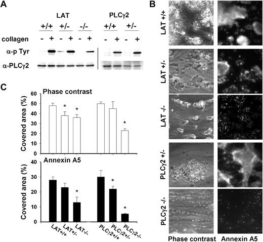 Figure 7. Deficiency in LAT or PLCγ2 impairs collagen-dependent thrombus formation and platelet procoagulant activity on collagen under coagulant condition. (A) Effect of collagen type I/H (10 μg/mL) on tyrosine phosphorylation of PLCγ2 in platelets from wild types or mice (heterozygously) deficient in LAT or PLCγ2. Western blots of PLCγ2 immunoprecipitates were stained for antiphosphotyrosine (p-Tyr), then reprobed with anti-PLCγ2 mAb (representative for 3 sample sets). Vertical line has been inserted to indicate repositioned gel lanes. (B) Blood from wild-type or deficient mice was flowed over collagen under coagulant condition (Figure 5). Platelet-fibrin thrombi were poststained with OG488-annexin A5. Shown are representative phase-contrast and fluorescent images (180 × 180 μm). (C) Surface area covered by thrombi (□) and annexin A5 fluorescence (■). Mean ± SEM; n = 4-5; *P < .05 vs corresponding wild type.