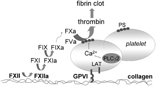 Figure 8. Scheme of dual role of collagen in thrombus formation. Collagen binds and facilitates FXII activation, which results in sequential activation of FXI and FIX, and subsequent coagulation. Collagen-adhered platelets become activated via their GPVI receptors. Platelet signaling via LAT and PLCγ2 results in potent Ca2+ rises and surface exposure of PS. This procoagulant surface mediates the formation of coagulation factor complexes that causes generation of FXa and thrombin. The formed thrombin in turn feeds back to increase PS exposure. Jointly, these pathways lead to massive formation of platelet-fibrin clots, even under conditions where tissue factor is limitedly available.
