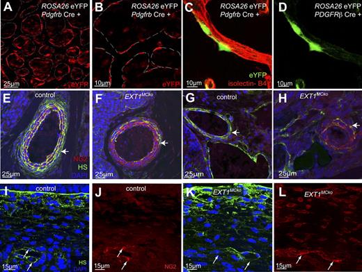 Figure 1. MC-specific deletion of HS. Pdgfrb Cre line specificity detected by ROSA26 eYFP expression (A) and (B) in embryonic skin (n = 2). Colabeling of embryonic hindbrains of Pdgfrb Cre ROSA26 EYFP at E10.5 with isolectin B4 (red, C) revealed PC-specific expression of eYFP (green, C,D); n = 4. Sections of E13.5 embryos were stained with an antibody directed against the HS chain (green), NG2 (red), and 4,6-diamidino-2-phenylindole. Vascular smooth muscle cells (vSMCs) of the dorsal aorta (E,F) have strongly reduced HS deposition with residual HS on the outermost layer of vSMCs in EXT1MCko embryos (arrow, F). Immunostaining revealed loss of HS in vSMCs and PCs of EXT1MCko (F,H), whereas HS is strongly expressed in control littermates (E,G) and localized at the abluminal surface of MCs. High magnification imaging of capillaries in the embryonic skin (I-L) showed colocalization of HS and NG2 in control sections (arrows, I.J), whereas NG2-positive cells in EXT1MCko sections lack HS (arrows, K,L).