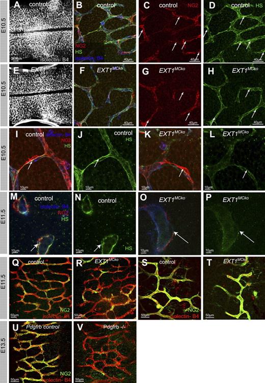 Figure 2. Blood vessel formation and MC recruitment in the CNS do not require HS production by MCs. Overview images of the vasculature from control (A) and EXT1MCko (E) hindbrains. Whole-mount hindbrains of E11.5 embryos were labeled with isolectin-B4 (blue) and NG2 (red) to detect ECs and MCs, respectively. High-resolution imaging revealed recruitment and attachment of MCs in EXT1MCko (F) as well as control (B) embryos. Immunostaining with HS (green) confirmed the presence of HS in BM of blood vessels (arrows, D,H); n > 5. Arrows (C-D,G-H) highlight strongest HS expression correlating with MC association to vessels. High-magnification microscopy revealed solid HS expression at the EC-MC interface in vessels of control embryos (arrow, I-J,M-N), lacking in EXT1MCko vessels (K-L,O-P). Overall vascular plexus in EXT1MCko hindbrains displays reduced HS expression (L,P); n > 4. Comparison of MC coverage in EXT1MCko and control hindbrains at the periphery (Q-R) and midline (S-T) shows no differences in MC recruitment and migration; n = 3. In contrast, Pdgfrb−/− hindbrains (V) lack MC coverage compared with control littermates (U); n = 2.