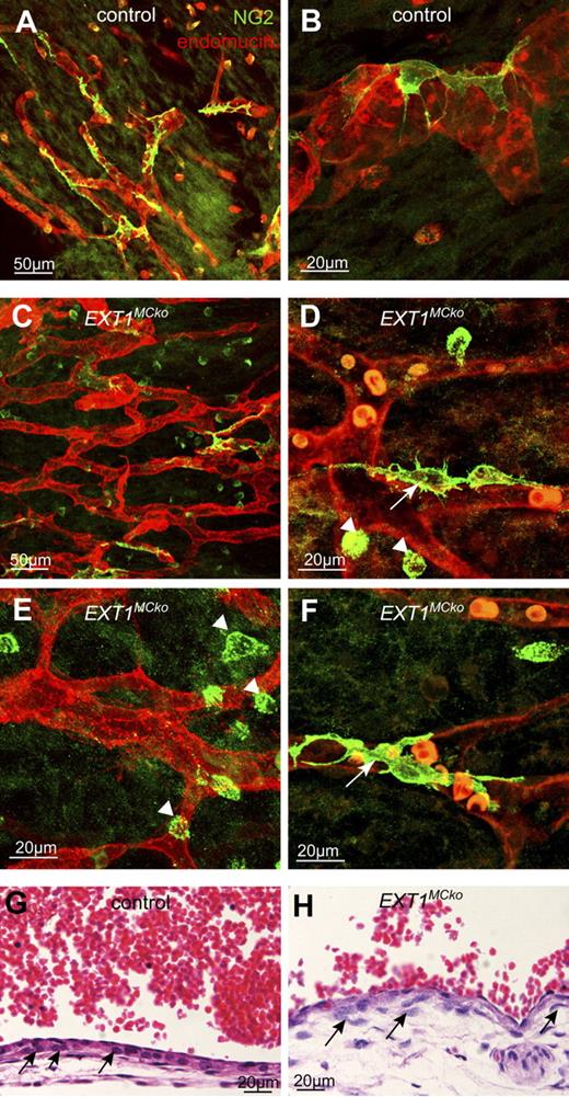 Figure 5. Recruitment and attachment defects of HS-deficient MCs in embryonic skin. MCs of the skin vasculature were visualized with NG2 (green, A-F) in E13.5 control (A-B) and EXT1MCko embryos (C-F). Blood vessels in the mutant display a reduced number of MCs in the vascular plexus (C) compared with the control (A). White arrows represent MCs that attach to the vessel and are in close contact to the endothelium (red; D,F) as seen similarly in the control (B). However, EXT1MCko vessels are dominated by rounded NG2-positive cells in close proximity to the vessel (arrowhead; D-E), indicating progenitor cells that fail to differentiate; n > 5. Embryonic transverse section (G-H) confirms the presence of MCs; however, MC organization is chaotic (H, ) compared with the tight alignment of MC in control cardinal vein (G).