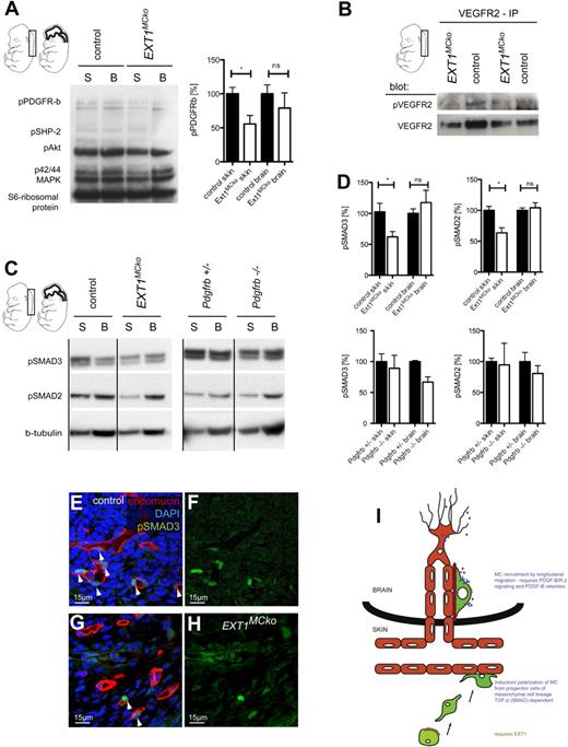 Figure 6. Growth factor signaling in mice lacking MC HS. Phospho-PDGFR-β protein expression levels as well as downstream signaling molecules p-Erk1/ 2 and p-SHP-2 are reduced in skin samples of several EXT1MCko, whereas p-Akt signaling is unaffected (A). Comparison of pPDGFR-β levels in skin and CNS of EXT1MCko confirmed that PDGFR-β signaling is unchanged in the CNS of EXT1MCko mice (A) correlating with the observed phenotype; illustration of the percentage of pPDGFR-β normalized to ribosomal protein S6, internal loading control in the skin and brain of protein samples. *P < .05. Control and EXT1MCko; n ≥ 3. Values are mean ± SEM. Immunoprecipitation of VEGFR2 followed by immunoblotting to detect phosphorylated VEGFR2 (B) revealed no differences in pVEGFR2 expression levels in the skin of EXT1MCko; n = 2. Expression studies of pSMAD2 and pSMAD3 molecules by Western blotting, downstream effectors of the TGF-β pathway revealed a significant down regulation in EXT1MCko embryos (C). The reduction in pSMADs is restricted to EXT1MCko skin samples, whereas pSMAD levels in the CNS of mice lacking HS in MCs are unchanged compared with control littermates (C). To access whether reduced pSMAD levels are a result of MC loss in the skin of EXT1MCko embryos, we analyzed pSMAD expression in Pdgfrb null mice lacking MC investment (C). (D) Summarization of densitometric analyses, illustrating the expression levels of pSMAD2 and pSMAD3 normalized to β-tubulin, internal loading control. *P < .05. ns indicates not significant. EXT1MCko and control embryos (n = 4), Pdgfrβ+/− and Pdgfrβ−/− (n = 2). Values are mean ± SEM. Reduced endothelial pSMAD levels could be confirmed by immunohistochemical staining with a pSMAD3 antibody on embryonic skin sections (E-H). Whereas most ECs of blood vessels in control mice are stained positively for pSMAD3 (arrows; E-F), only few ECs in EXT1MCko express pSMAD3 expression (arrows, G-H). Counterstaining with endothelial marker endomucin (red) confirmed endothelial-specific loss of pSMAD3 (green) in EXT1MCko embryos (arrows, G-H), reflecting the reduction of pSMAD3 protein levels in skin (D); n > 3; illustration of different modes of MC recruitment in skin and CNS (I).