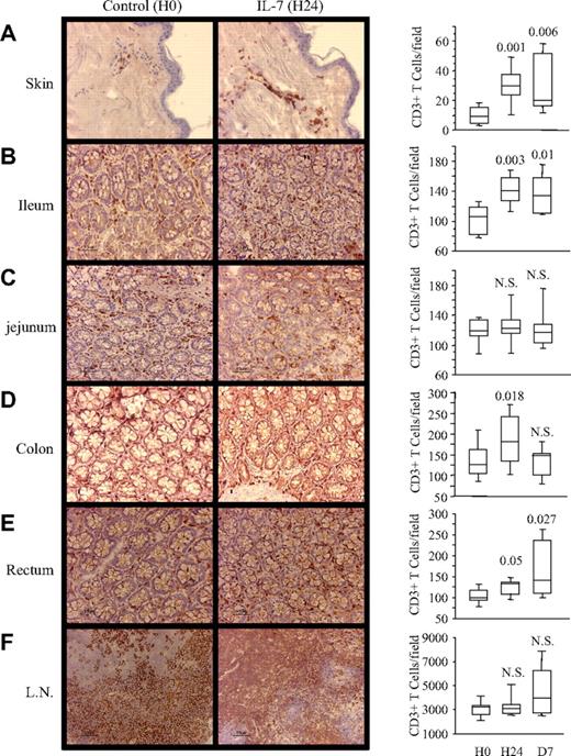 Figure 5. R-sIL-7gly injection induces T-cell homing into organs. Rhesus macaques injected with R-sIL-7gly (80 μg/kg) were killed at D1 (left pictures) and compared with untreated animals (right pictures). CD3+ cells were identified by immunohistochemistry in skin (A), jejunum (B), ileum (C), colon (D), rectum (E), and lymph node (F) samples. Magnification: ×100. CD3+ T-cell quantifications, performed on 7 to 10 fields (0.09 mm2) randomly selected from 4 slides for each organ in macaques killed at H0, H24, and D7 after R-sIL-7gly injection, are shown on the right. Statistical differences between H0 and either H24 or D7 are shown on top (Mann-Whitney test).