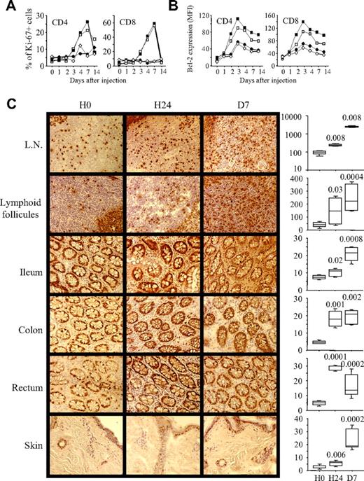 Figure 6. IL-7-induced Ki-67 and Bcl-2 expression in circulating blood and homing target organs. Initiation of cell cycling, as evidenced by the expression of Ki-67 (A) and cell survival capacity, as evidenced by Bcl-2 expression (B), were quantified in circulating CD4+ and CD8+ T lymphocytes in R-sIL-7gly–injected rhesus macaques (no. 14424 and no. 14694, ■ and □) compared with noninjected control animals (no. 21045 and no. 26007, ● and ○) over a 14-day period after R-sIL-7gly injection. (C) Ki-67+ cells were identified in lymph nodes, in Peyer patches (ileum), in the lamina propria (ileum, colon, and rectum) and in the skin of animals killed at H0, H24, and D7 after R-sIL-7gly injection. Magnification: ×100. Ki-67+ T-cell quantifications, performed on 5 to 6 fields (0.09 mm2) randomly selected from 4 slides for each organ in macaques killed at H0, H24, and D7 after R-sIL-7gly injection are shown on the right. Statistical differences between H0 and either H24 or D7 are shown on top (Mann-Whitney test).