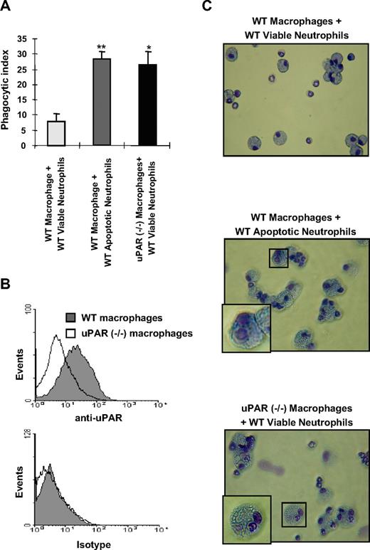Figure 1. uPAR−/− macrophages demonstrate enhanced phagocytosis of viable neutrophils. (A) The phagocytosis of viable WT neutrophils by uPAR−/− macrophages is significantly increased compared with phagocytic indices when WT neutrophils are incubated with WT macrophages, and is similar to that present when WT macrophages are exposed to apoptotic WT neutrophils. A total of 106 viable or apoptotic WT neutrophils were added into each well of a 96-well plate containing adherent WT or uPAR−/− macrophage monolayers, and efferocytosis assays performed as described in “In vitro efferocytosis assay.” Phagocytic indices are expressed as the percentage of macrophages containing at least 1 ingested neutrophil. *P < .05, **P < .01, compared with “WT macrophages + viable WT neutrophils.” (B) uPAR is expressed on the surface of WT, but not uPAR−/− macrophages. WT and uPAR−/− macrophages were incubated with anti-uPAR antibodies for 1 hour. The cells were then incubated with FITC-conjugated secondary antibodies and flow cytometry performed. (C) uPAR−/− macrophages actively phagocytose viable WT neutrophils. Viable or apoptotic WT neutrophils were added to WT or uPAR−/− macrophages. After 60 minutes, cytospin slides were prepared for Wright-Giemsa staining. Slides were viewed with a Labor LUX 12 microscope (Leitz) using a Phaco 2 lens at 40×/0.65. Images were acquired using a Sony cybershot camera model DSC-H2 and were processed with Adobe Photoshop version 7.0 software (Adobe Systems). As shown in the representative figures, the WT viable neutrophils ingested by uPAR−/− macrophages showed normal nuclear and chromatin patterns, consistent with being viable and not apoptotic.