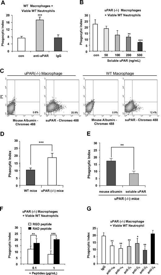 Figure 2. Modulation of uPAR on the surface of macrophages regulates the phagocytosis of viable neutrophils in vitro and in vivo, and is dependent on macrophage-associated integrins. (A) Blockade of uPAR enhances the ability of WT macrophages to phagocytose viable WT neutrophils. WT macrophages were preincubated without (con) or with 1 μg/mL anti-uPAR antibodies or rabbit IgG for 30 minutes. The medium was then changed to RPMI plus 5% FBS, and viable WT neutrophils were added for 60 minutes and the phagocytic index determined. ***P < .001 compared with the control group. (B) suPAR dose-dependently decreases the ability of uPAR−/− macrophages to phagocytose viable WT neutrophils. uPAR−/− macrophages were preincubated without (con) or with suPAR at the indicated concentrations for 30 minutes. The medium was then changed to RPMI plus 5% FBS, and viable WT neutrophils were added for 60 minutes and the phagocytic index determined. **P < .01, ***P < .001 compared with the control group. (C) suPAR binds to the surface of uPAR−/− and WT macrophages. The cells were incubated with Chromeo 488–labeled mouse suPAR (1 μg/mL) or mouse albumin for 30 minutes and then washed with PBS 5 times. Fluorescent intensity was determined by flow cytometry. (D) uPAR−/− alveolar macrophages demonstrate enhanced ability to phagocytose viable WT neutrophils in vivo. A total of 10 × 106 viable WT neutrophils were injected intratracheally into WT or uPAR−/− mice (n = 5 in each group). After 90 minutes, the mice were killed and bronchoalveolar lavage performed with 3 mL PBS. Cytospin slides were prepared using 250 μL bronchoalveolar lavage fluids. Phagocytic indices were determined as described in “In vivo efferocytosis assay.” (E) Exposure to suPAR in vivo abrogates the enhanced ability of uPAR−/− alveolar macrophages to phagocytose viable WT neutrophils in vivo. A total of 10 μg suPAR or mouse albumin was intratracheally instilled 1 hour before intratracheal administration of 10 × 106 viable WT neutrophils into uPAR−/− mice (n = 5 in each group). Bronchoalveolar lavage was performed 90 minutes after injection of neutrophils and phagocytic indices determined. n = 5 in each group. **P < .01. ***P < .001. (F) RGD-, but not RAD-containing, peptides abrogate the enhanced activity of uPAR−/− macrophages to phagocytose viable WT neutrophils. uPAR−/− macrophages were preincubated with 0.1 or 1 μg/mL RGD or RAD peptides for 30 minutes. The medium was then changed to RPMI plus 5% FBS, and viable WT neutrophils were added for 60 minutes, after which the phagocytic index was determined. **P < .01. ***P < .001. (G) Integrins participate in the enhanced ability of uPAR−/− macrophages to phagocytose viable WT neutrophils. uPAR−/− macrophages were preincubated with 1 μg/mL mouse IgG, or antibodies to the integrins αM, αV, β1, β2, β3, or β4 for 30 minutes. The medium was then changed to RPMI plus 5% FBS. and viable WT neutrophils were added for 60 minutes, after which the phagocytic index was determined. *P < .05, **P < .01, compared with the control group treated with IgG.