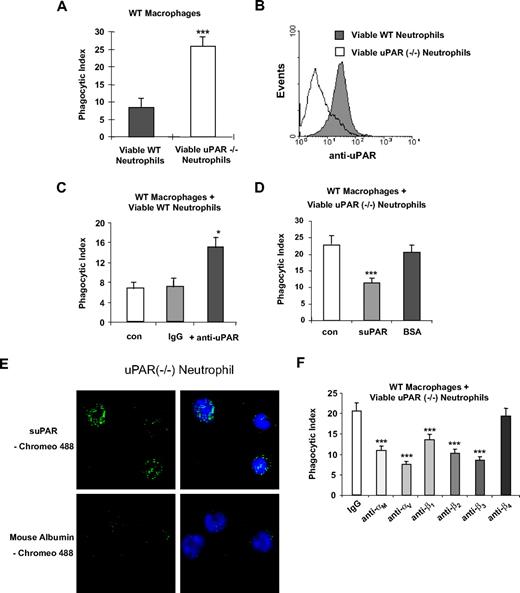 Figure 4. Phagocytosis of viable uPAR−/− neutrophils by WT macrophages is increased. (A) Increased phagocytosis of uPAR−/− neutrophils by WT macrophages. A total of 106 viable WT or uPAR−/− neutrophils were added to WT macrophages. After 60 minutes of incubation, the phagocytic index was determined. ***P < .001, compared with the phagocytosis with viable WT neutrophils. (B) uPAR is expressed on the surface of WT, but not uPAR−/− neutrophils. Flow cytometry assays were performed with anti-uPAR antibodies as in Figure 1B. (C) Blockade of uPAR enhances the phagocytosis of viable WT neutrophils by WT macrophages. WT neutrophils were preincubated without (con) or with 1 μg/mL anti-uPAR antibodies or rabbit IgG for 30 minutes. The cells were then resuspended in RPMI plus 5% FBS and added to WT macrophages. After 60 minutes of incubation, the phagocytic index was determined. *P < .05, compared with the group treated with IgG. (D) suPAR abrogates the enhanced phagocytosis of viable WT neutrophils by WT macrophages. Viable uPAR−/− neutrophils were preincubated without (con) or with 1 μg/mL suPAR or BSA for 30 minutes. The cells was then resuspended in RPMI plus 5% FBS and added to WT macrophages. After 60 minutes of incubation, the phagocytic index was determined. ***P < .001, compared with the group treated with BSA. (E) suPAR binds to the surface of viable neutrophils. The cells were incubated with Chromeo 488-labeled mouse suPAR (1 μg/mL) or mouse albumin for 30 minutes and washed 5 times with PBS. Representative confocal images are shown. (F) Integrins participate in the enhanced phagocytosis of viable uPAR−/− neutrophils by WT macrophages. uPAR−/− neutrophils were preincubated with 1 μg/mL mouse IgG or antibodies to the integrins αM, αV, β1, β2, β3, or β4 for 30 minutes. The cells were then resuspended in RPMI plus 5% FBS and added to WT macrophages. After 60 minutes of incubation, the phagocytic index was determined. **P < .01, ***P < .001, compared with the control group treated with IgG.