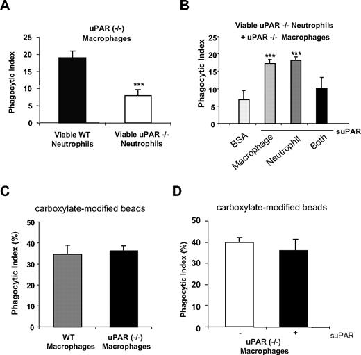 Figure 5. The presence of uPAR on the surface of either macrophages or neutrophils is required for enhanced phagocytosis of viable neutrophils by macrophages. (A) uPAR−/− macrophages do not demonstrate enhanced phagocytosis when combined with viable uPAR−/− neutrophils. A total of 106 viable WT or uPAR−/− neutrophils were added to uPAR−/− macrophages and phagocytosis assays were performed. ***P < .001, compared with phagocytosis with viable WT neutrophils. (B) Incubation of uPAR−/− neutrophils or macrophages, but not both, with suPAR restores the ability of uPAR−/− macrophages to phagocytose viable uPAR−/− neutrophils. Viable uPAR−/− neutrophils alone (neutrophil), uPAR−/− macrophages alone (macrophage), or both (Both) were preincubated with 1 μg/mL suPAR for 30 minutes. The cells were then resuspended in RPMI plus 5% FBS and added to WT macrophages for phagocytosis assays. Phagocytosis of viable uPAR−/− neutrophils preincubated with 1 μg/mL BSA by uPAR−/− macrophages preincubated BSA were used as a control. **P < .01, ***P < .001, compared with the control group treated with BSA. (C) WT and uPAR−/− macrophages demonstrate similar ability in ingesting carboxylate-modified beads. Carboxylate-modified beads (2 μm) were incubated WT or uPAR−/− macrophages for 1 hour. The phagocytic index was calculated as the percentage of macrophages that ingested beads. (D) suPAR did not enhance the uptake of beads by uPAR−/− macrophages. uPAR−/− macrophages were preincubated without or with 1 μg/mL suPAR, and phagocytosis performed as in panel C.