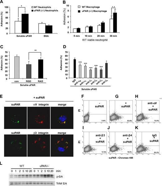 Figure 6. uPAR−/− neutrophils demonstrate enhanced adhesion to uPAR. (A) Adhesion of uPAR−/− neutrophils to uPAR is increased. A total of 106 viable WT and uPAR−/− neutrophils were added into each well of a 96-well plate precoated with 1 μg/mL BSA or suPAR for 1 hour, and adhesion assays performed as described in “Adhesion assay.” *P < .05. (B) Adhesion of WT neutrophils to uPAR−/− macrophages is increased. A total of 106 viable WT neutrophils were added into each well of a 96-well plate plated with WT and uPAR−/− macrophages, and adhesion assays performed as described in “Adhesion assay.” (C) RGD, but not RAD, peptides, abrogate the enhanced adhesion of uPAR−/− neutrophils to suPAR. uPAR−/− neutrophils were preincubated with 1 μg/mL BSA (con) or 1 μg/mL RGD or RAD peptides for 30 minutes and adhesion assays performed as in panel A. **P < .01. (D) Antibodies to integrins diminish the enhanced adhesion of viable uPAR−/− neutrophils to suPAR. uPAR−/− neutrophils were preincubated with 1 μg/mL mouse IgG or antibodies to the integrins αM, αV, β1, β2, β3, or β4 for 30 minutes. The cells were then resuspended in RPMI 1640 medium and added to suPAR-coated plates for adhesion assays. **P < .01, ***P < .001, compared with the control group treated with control IgG. (E) suPAR and integins are colocalized on the surface of uPAR−/− macrophages. uPAR−/− macrophages were incubated with Chromeo 488–labeled mouse suPAR (1 μg/mL) for 30 minutes. The cells were fixed and then stained overnight without or with antibodies to the integrins αV or β3. Representative confocal images are shown. (F-K) Anti-integrin antibodies prevent the binding of suPAR to the surface of uPAR−/− macrophages. Cells were preincubated without (F,G) or with antibodies (1 μg/mL) to the integrins αV (H), β3 (I), β4 (J), or isotype IgG control (K) for 30 minutes. The cells were then incubated with Chromeo 488–labeled mouse suPAR (1 μg/mL) for 1 hour (G-K) and washed 5 times with PBS. Fluorescent intensity was determined by flow cytometry. (L) uPAR−/− macrophages demonstrate greater Erk phosphorylation after exposure to viable WT neutrophils than do WT macrophages. A total of 4 × 106 viable WT neutrophils were added for the indicated time into each well of a 12-well plate plated with WT or uPAR−/− macrophages. The cells were then collected and the levels of phosphorylated Erk and total Erk determined by Western blot analysis.