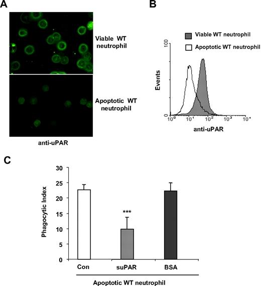 Figure 7. uPAR inhibits the phagocytosis of apoptotic cells. (A,B) Expression of uPAR is decreased in apoptotic neutrophils. Viable or apoptotic neutrophils were stained with anti-uPAR antibodies and expression of uPAR determined by confocal microscopy (A) or flow cytometry (B). The images were acquired using double bidirectional scans of viable and apoptotic neutrophils with a Leica DMIRBE inverted epifluorescence/Nomarski microscope outfitted with Leica TCS NT laser confocal optics (Leica Inc). The levels of fluorescence were averaged using SimplePCI software (Compix). Images were processed using IPLab Spectrum and Adobe Photoshop (Adobe Systems) software. (C) suPAR inhibits phagocytosis of apoptotic cells. A total of 1 μg/mL suPAR or BSA was added to cultures of apoptotic WT neutrophils, and macrophages and phagocytosis assays were performed.