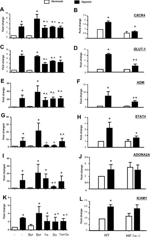 Figure 3. Role of HIFs-1α and -2α in the hypoxic induction of other key genes by macrophages. (A,C,E,G,I,K) Hypoxic induction of mRNA for CXCR4, GLUT-1, ADM, STAT4, ADORA2A, and ICAM1 (as measured by quantitative RT-PCR) after exposure of primary human macrophages to normoxia (20.9% O2; N) or hypoxia (0.1% O2; H) for 18 hours, or hypoxia after exposure to siRNA for HIF-1 α (1 α), HIF-2 α (2 α), both HIFs-1 α and -2 α together (1 α + 2 α), or a scrambled control (Scr). (B,D,F,H,J,L) Hypoxic induction of the same genes in wild-type or HIF-1α–deficient murine BMDMs. Pooled data from 3 replicate experiments are shown. *P < .05 compared with corresponding normoxic group. ∧P < .05 compared with the Scr siRNA/hypoxia group. +P < .05 compared with macrophages from wild-type mice exposed to hypoxia.