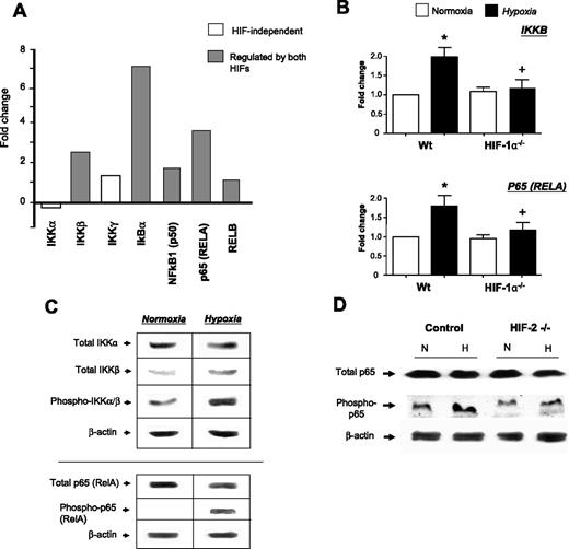 Figure 5. Effect of hypoxia on the expression and/or phosphorylation of components of the canonical NF-κB signaling pathway in MDMs: regulation by HIF-1α and -2α. (A) Fold induction (hypoxia, 0.1% O2/normoxia, 20.9% O2) of mRNA levels for individual NF-κB signaling proteins in primary human MDMs. The contribution of both HIFs-1 and -2 to the regulation of many of these genes was also assessed using siRNA to knock down the expression of each α subunit in MDMs. (B) Effect of normoxia (N) or hypoxia (0.1% O2; H) for 18 hours on the expression of IKK-β and p65 mRNA by murine BMDMs from wild-type or HIF-1–deficient mice. *P < .05 compared with corresponding normoxic group. +P < .05 compared with macrophages from wild-type mice exposed to hypoxia. (C) Immunoblots showing the effect of exposure to normoxia or hypoxia (0.1% O2) for 18 hours on the levels of total and phosphorylated IKK-β and p65/RelA in primary human MDMs. Vertical lines have been inserted to indicate repositioned lanes from the same gel. (D) Effects of normoxic (N) or hypoxic (0.5% O2; H) culture on the level of total or phosphorylated p65 protein in control (+/−) or HIF-2α–deficient murine BMDMs. Similar results were obtained using wild-type or HIF-1α–deficient murine BMDMs (data not shown).