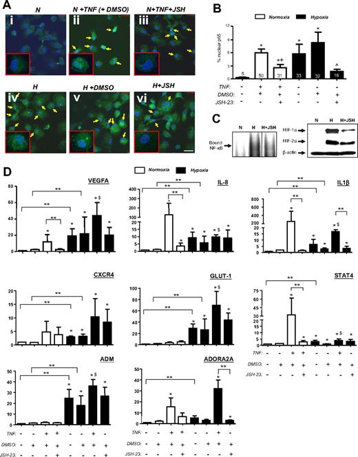 Figure 6. Inhibition of nuclear translocation of p65 has no effect on the hypoxic induction of various genes in human MDMs in vitro. (A-B) Effect of the p65 inhibitor JSH-23 (or its vehicle, DMSO) on the nuclear translocation of p65 induced by TNF-α or hypoxia by human MDMs. N indicates normoxia; H, hypoxia (0.1% O2); % nuclear p65 immunofluorescence, the percentage of the total, DAPI-stained (blue) area of MDM nuclei that was GFP+ (green). The figures at the base or just above each bar represent the average percentage of all MDM nuclei immunofluorescent for p65 (B). *P < .05 with respect to normoxia alone group. +P < .05 with respect to TNF-α + DMSO group. ∧P < .05 with respect to hypoxia + DMSO group. (C) Effect of JSH-23 on NF-κB binding and accumulation of HIFs-1 and -2α in hypoxic MDMs. N indicates normoxia; H, hypoxia, H + JSH-23, hypoxia after JSH.23 treatment. All 3 groups received the vehicle for JSH-23, DMSO. A vertical line has been inserted to indicate repositioning of lanes from the same gel; (1) left panel: EMSA showing NF-κB binding to a DNA consensus sequence, and (2) right panel: immunoblots for HIFs-1 and -2α. (D) Effect of JSH-23 blockade of p65 function on the fold induction of VEGFA, CXCL8, IL-1β, CXCR4, GLUT-1, STAT4, ADM, and ADORA2A by TNF-α or hypoxia. *P < .05 with respect to normoxia with DMSO alone. **P < .05 with respect to group indicated. $P < .05 with respect to TNF + DMSO group. Pooled data from 3 replicate experiments are shown.