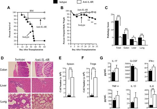 Figure 3. Antibody blockade of the IL-6R significantly attenuates the severity of GVHD. (A) Lethally irradiated (900 cGy) Balb/c mice received a transplant of T cell–depleted (TCD) B6 BM alone (10 × 106; ○, n = 9) or together with B6 spleen cells adjusted to yield a T-cell dose of 0.7 × 106 αβ T cells. Cohorts of mice that received adjunctive spleen cells were then treated with either rat IgG isotype control (n = 15) or anti–IL-6R (MR-16-1) antibody (n = 12) once weekly for 4 weeks beginning on the day of transplantation. Overall survival is depicted. Data are cumulative results from 3 independent experiments. (B) Lethally irradiated Balb/c mice received a transplant of TCD Foxp3EGFP BM (10 × 106) and 0.4 to 0.5 × 106 Foxp3EGFP spleen cells. Cohorts of mice were then treated with either rat IgG isotype control (n = 12) or anti–IL-6R (MR-16-1) antibody (n = 12) once weekly for 4 weeks beginning on the day of transplantation. Mice from both groups were killed 34 to 37 days after BMT. (B) The percentage of original body weight over time in mice from both groups is depicted. (C) Pathological damage in the colon, liver, and lung using a semiquantitative scoring system as detailed in “Histologic analysis.” (D) Histology of colon, liver, and lung from representative recipients treated with either isotype or anti–IL-6R antibody. In isotype control animals, colon shows extensive inflammation in the lamina propria, goblet cell depletion, and crypt cell destruction; liver reveals portal triad inflammation with mononuclear cells and endothelialitis; and lung demonstrates perivascular and peribronchial cuffing with mononuclear cells. In anti–IL-6R antibody–treated mice, colon has normal-appearing mucosa with no attendant inflammation, liver has reduced portal triad inflammation, and lung demonstrates a similar reduction in perivascular and peribronchial cuffing. (E) Total spleen cellularity and (F) absolute number of splenic Tregs (CD4+ EGFP+) are shown. (G) Lethally irradiated (900 cGy) Balb/c mice received a transplant of TCD B6 BM plus 0.4 × 106 B6 spleen cells. Cohorts of animals that underwent transplantation were then treated with either isotype control (n = 12) or anti–IL-6R antibody (n = 12) on the day of transplantation. Mice were bled 6 days after transplantation and serum was assayed for proinflammatory cytokines. Data are presented as the mean (± SEM) and are the cumulative results from 3 independent experiments. (Statistics: *P ≤ .05, **P < .01.)