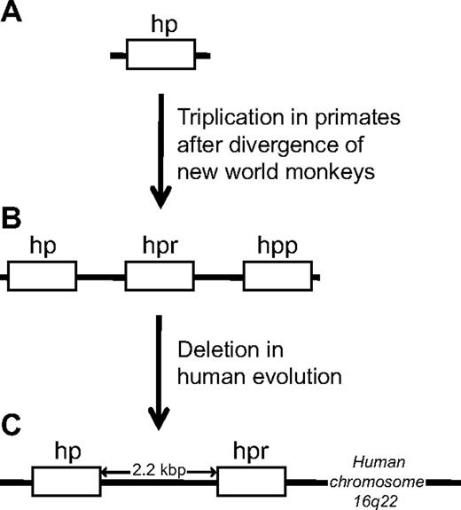 Figure 1. Schematic representation of the evolution of the hp gene cluster and the origin of the hpr gene in primates. The hpr gene arose by a triplication of the hp locus after the new world monkeys diverged from other primates. New world monkeys, such as the spider monkey (A), thus harbor only a single hp gene, whereas old world monkeys, exemplified by the chimpanzee (B), harbor an hp gene and an hpr gene, in addition to a so-called haptoglobin-primate (hpp) gene. In human evolution (C), one locus was deleted, leaving only 2 genes (hp and hpr) in the current “hp gene cluster.”