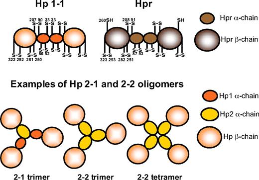 Figure 2. Schematic representation of the Hp and Hpr structures. Using electron microscopy, Wejman et al49 described the Hp1-1 molecule as a barbell-like elongated structure with 2 spherical head groups (the β-chains) connected by a thin filament with a central knob (the α-chains). The disulfide bridge pattern of Hp1-1 and Hpr is indicated. Examples of structures of the Hp2-1 and Hp2-2 molecules, as reported by electron microscopy by Wejman et al,48 are also shown.