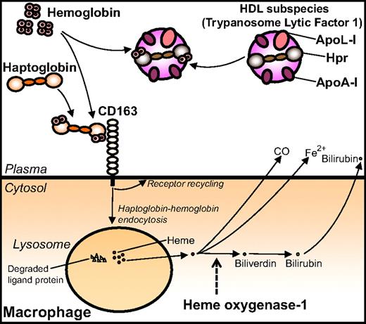 Figure 3. Binding of Hp to Hb and uptake of the complex by the CD163 receptor expressed on macrophages. Hp-Hb binds the macrophage scavenger receptor CD163. On endocytosis the protein moieties of the ligand are degraded, whereas CD163 recycles to the cell surface. Heme is converted to the overall anti-inflammatory molecules CO, Fe2+, and biliverdin/bilirubin by HO-1 and the biliverdin reductase in the cytosol. In contrast to the Hp-Hb complex, the Hpr/TLF1-associated Hb does not bind CD163.