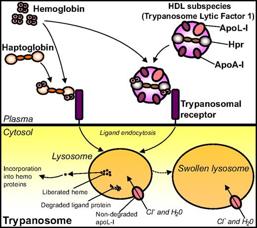 Figure 4. Binding of Hp and Hpr to Hb and uptake of the complexes by the trypanosomal receptor. Complexes of Hp-Hb and Hpr/TLF1-Hb bind to, and are internalized by, the TbHpHbR positioned on the trypanosome surface. On internalization, the heme moiety liberated from Hb is incorporated into hemoproteins of the parasite. The internalized TLF1 component apoL-I creates pores in the lysosomal membrane, thus leading to influx of chloride ions, osmotic swelling of the lysosome, and, ultimately, lysis of the parasite.